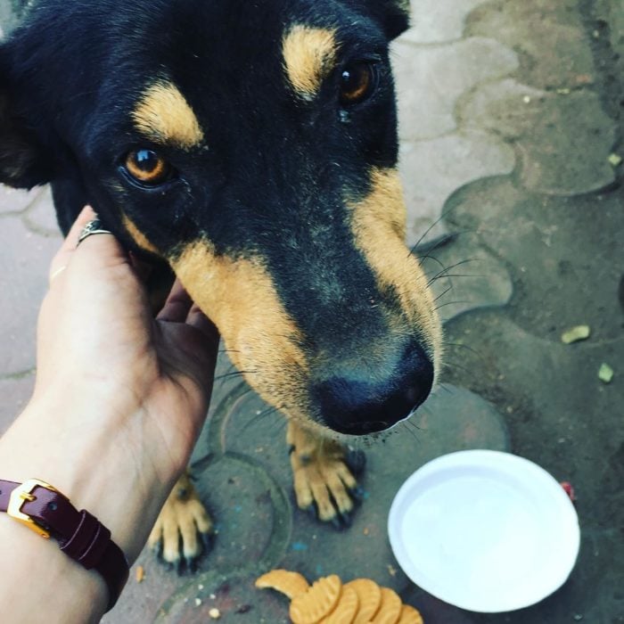 perro con mirada agradecida mientras lo alimentan