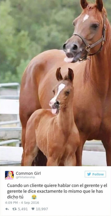 caballos sacando la lengua