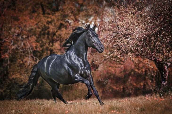 majestuoso caballo negro