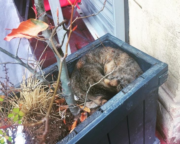 gato en una maseta