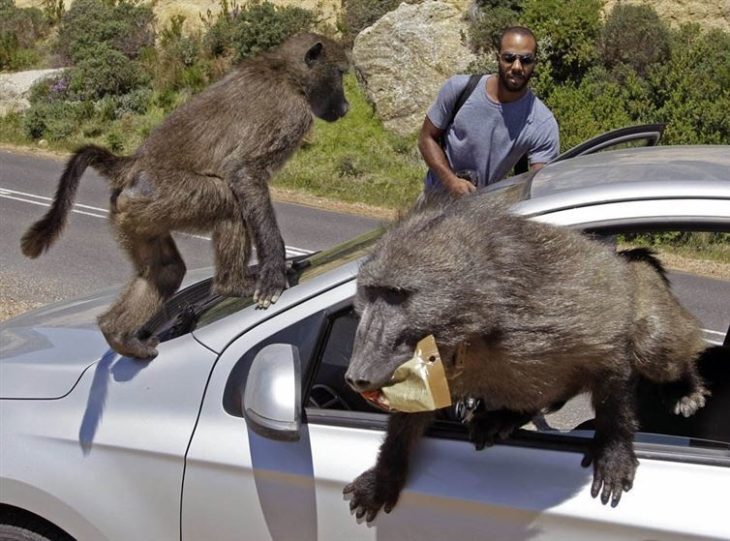 babuinos robando un auto