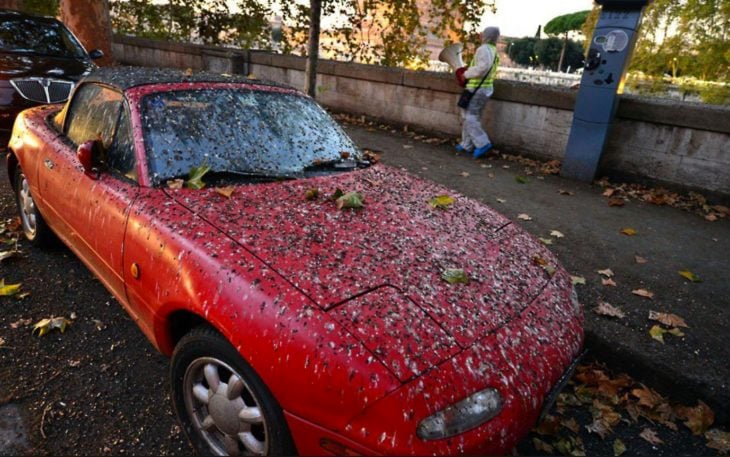 carro rojo lleno de popó de pájaro