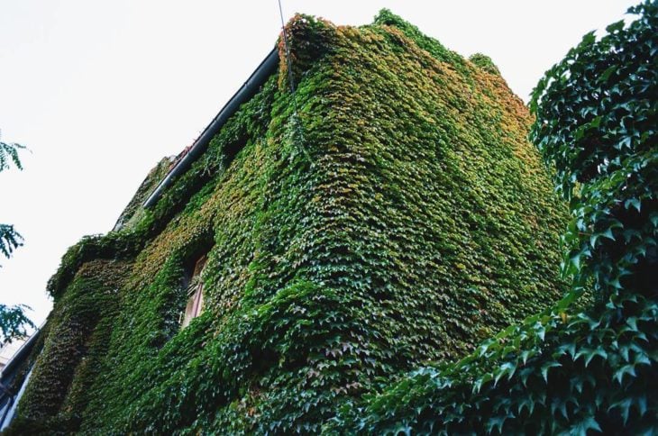 exterior de una casa cubierta por plantas