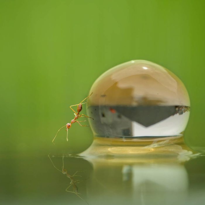 hormiga en gota de agua