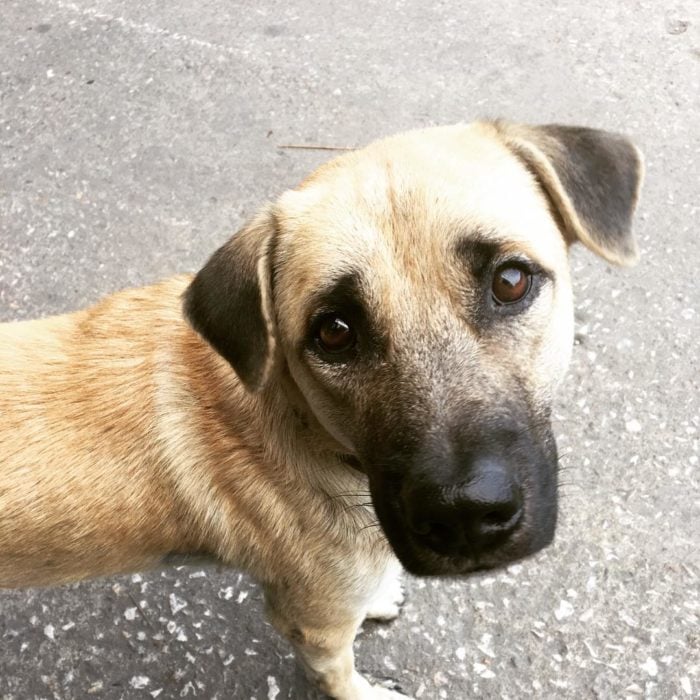 mirada tierna de perro café