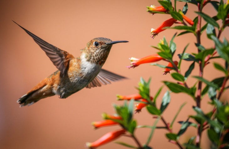 colibrí volando