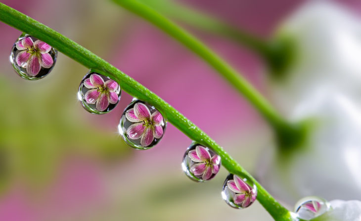 Reflejo de flor en gotas de agua