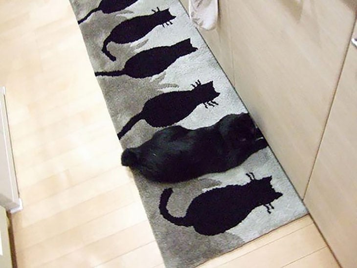 alfombra d egatos negros y gato negro real