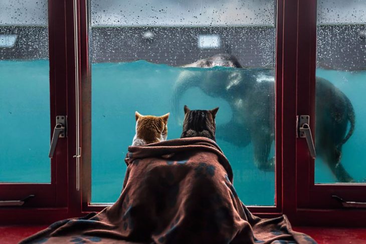 dos gatos mirando a través de la ventana a un elefante nadar