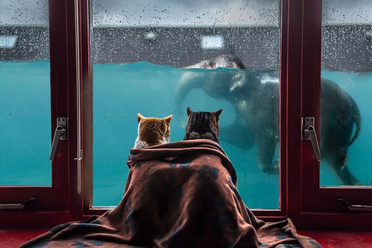 dos gatos mirando a través de la ventana a un elefante nadar