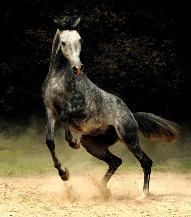  Caballo andaluz tordo