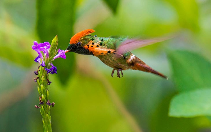 colibrí macho picando una flor