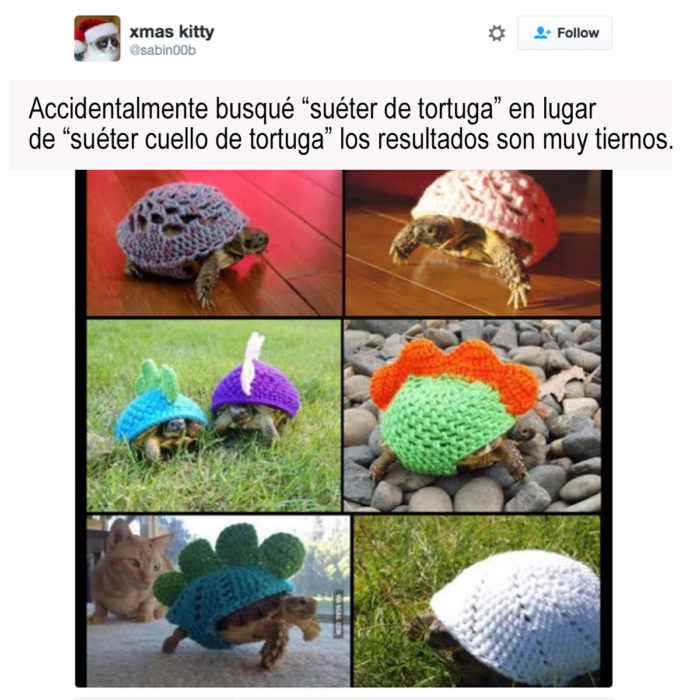 imágenes de tortugas con suéteres