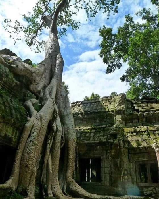 angkor cambodia, árbol