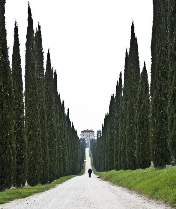 camino enmarcado por árboles