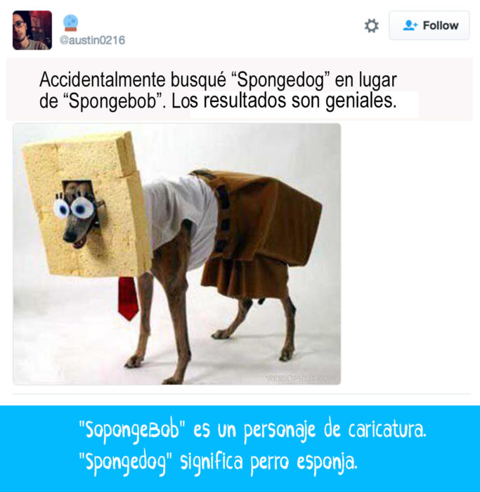 perro vestido de bob esponja