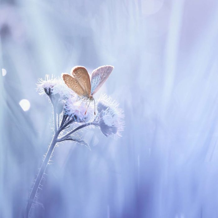 mariposa en paisaje blanco