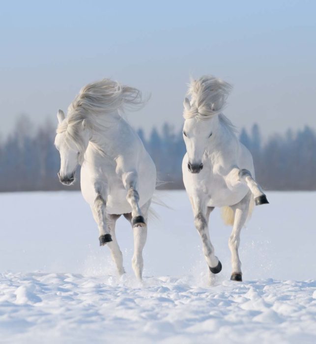 poni galés gris en paisaje de nieve