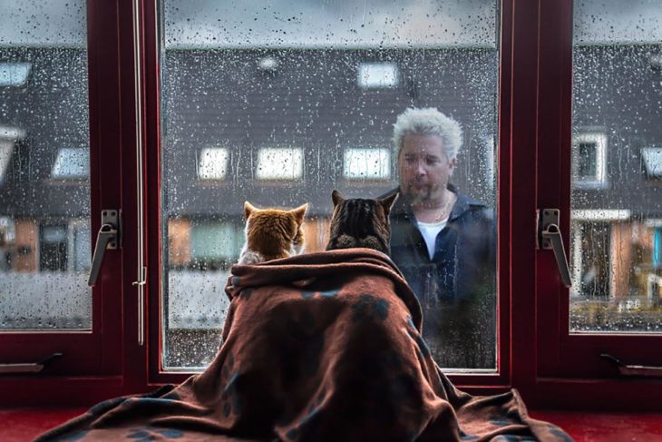 gatos miradndo tras la ventana a un hombre mojarse