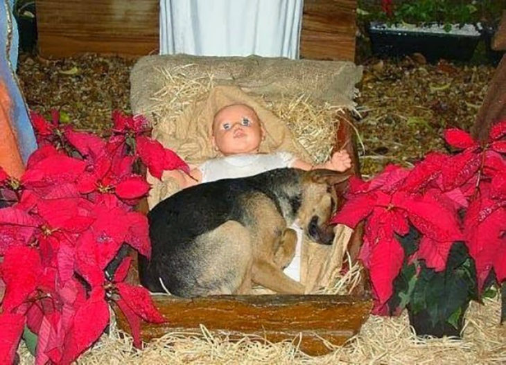 perro en un pesebre de navidad