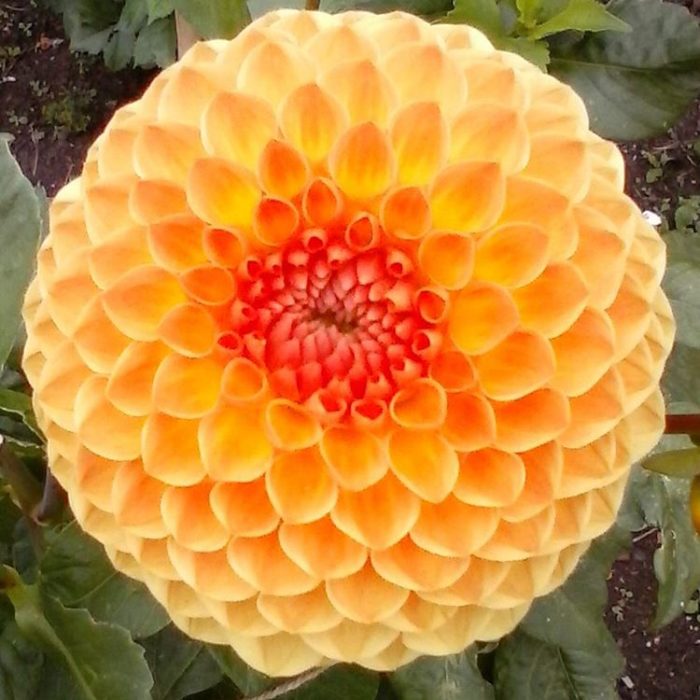 flor anaranjada simétrica