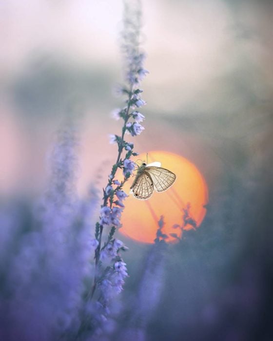 mariposa en flor