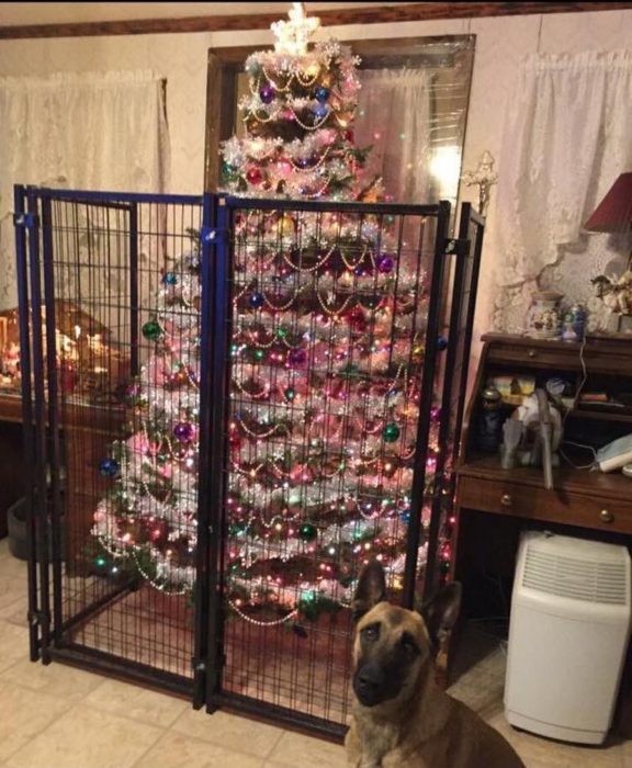 perro frente a árbol navideño encerrado en una reja