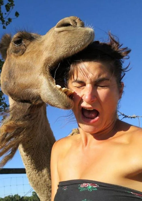 mujer se toma foto mientras un camello muerde su rostro