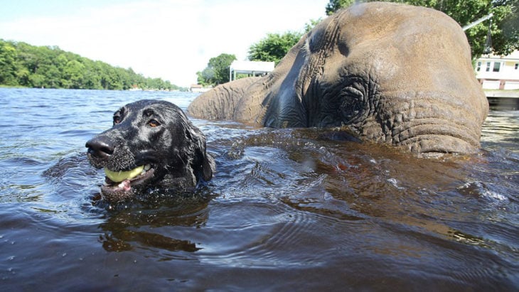Elefante y labrador nadando juntos