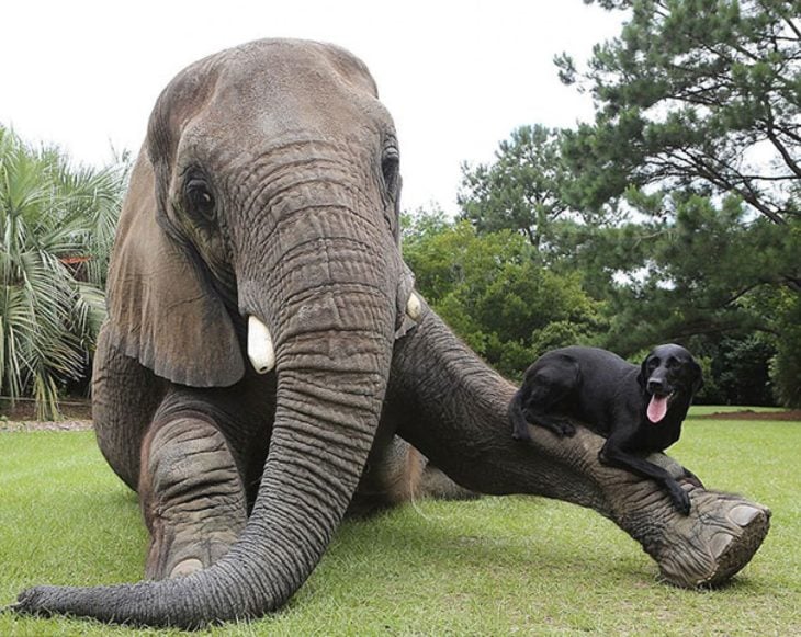 Elefanta acostada y perro labrador en sus pies