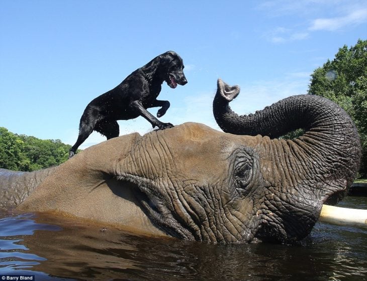 Perro y elefante jugando juntos