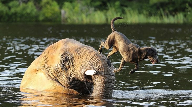 Perro salta desde un elefante para echarse al agua 