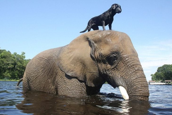 Perro en la cabeza de elefante