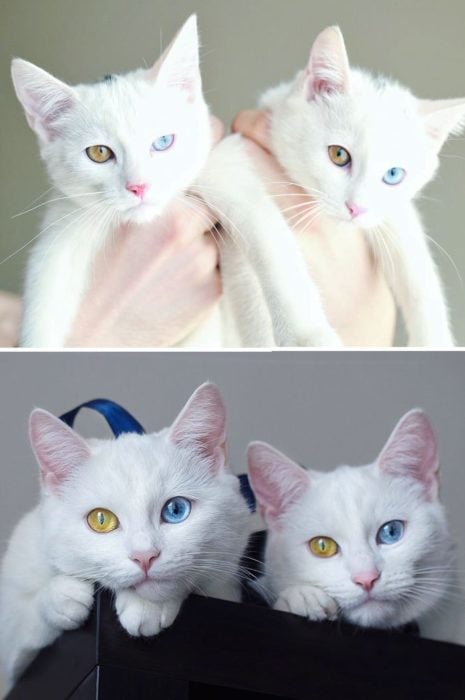 gatos blancos con ojos de distintos colores