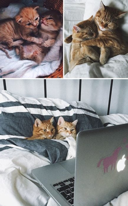 gatos juntos viendo la tele