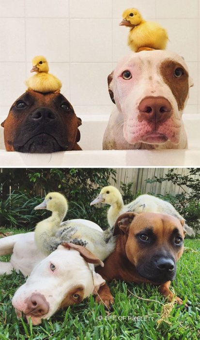 perros y patitos años después 