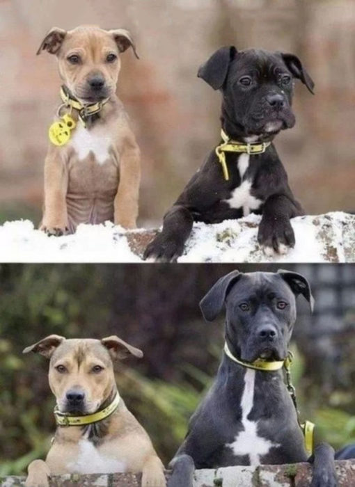 perritos de chiquitos y de grandes