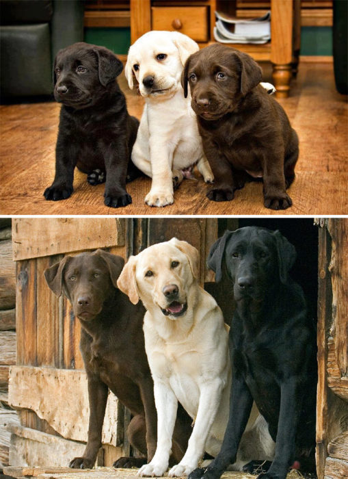 tres perros labrador crecen juntos