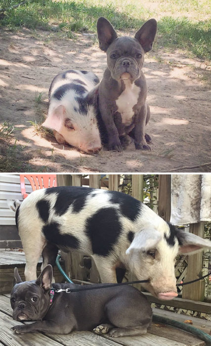 perro y cerdito