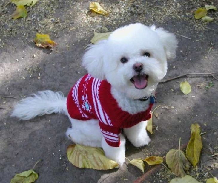 Perrito blanco con sueter de navidad rojo