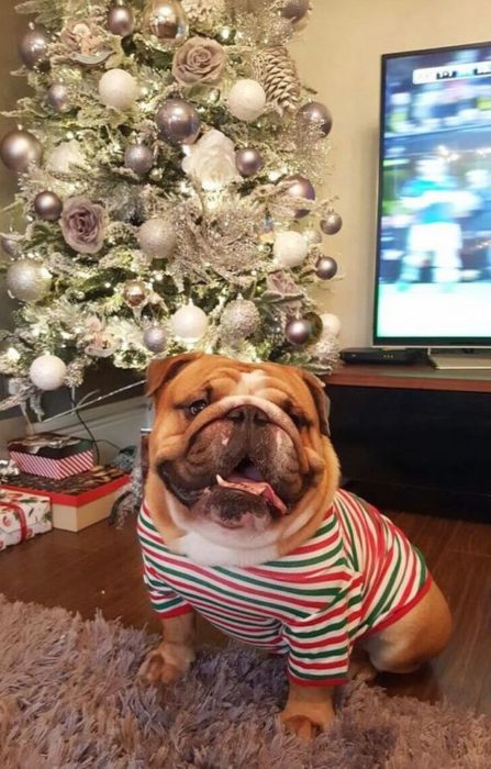 perro con sueter de navidad sonriendo a la camara