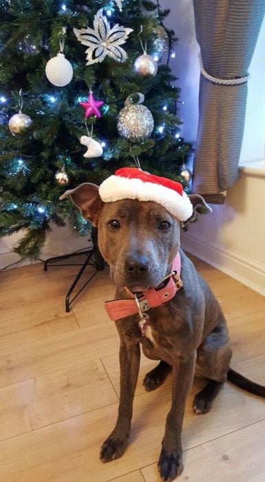 perro con sombrero de santa enfrente del arbol