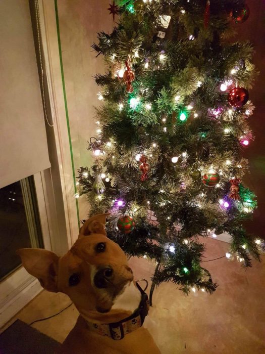 perro posa para la foto frente al arbol de navidad