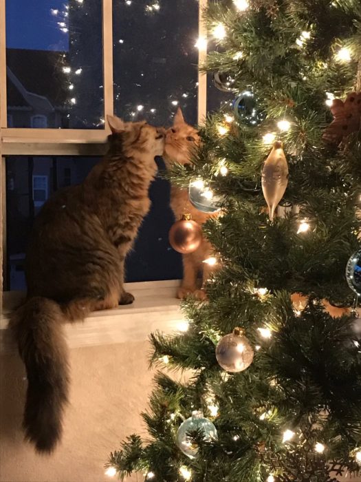 Gatos se besan al lado del arbol de navidad