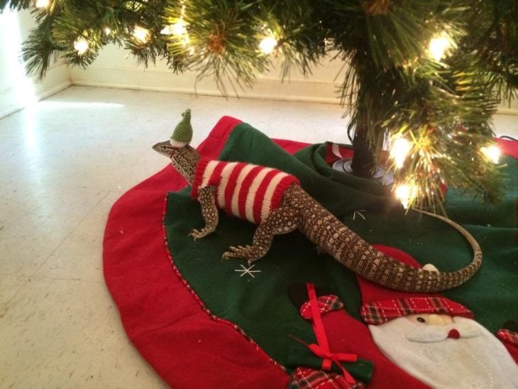 Lagartija vestida con sueter y gorro abajo del arbol de navidad