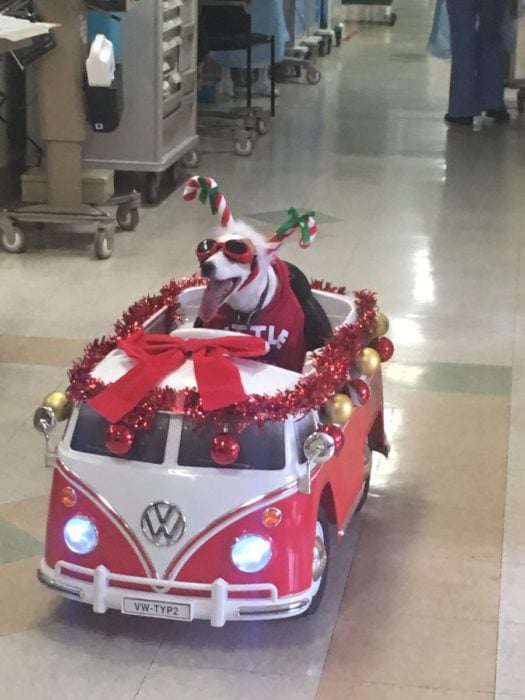 Perro paseandose en vagoneta de juguete todo decorado de navidad