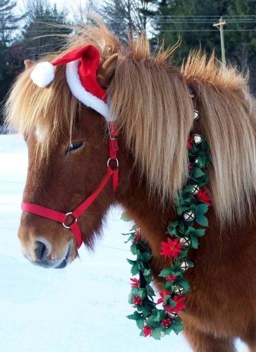 caballo con gorro de navidad