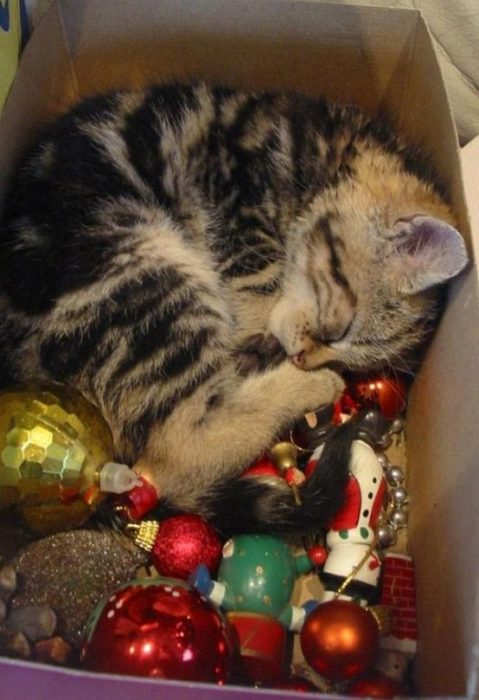 gato dormido en la caja de decoraciones navideñas