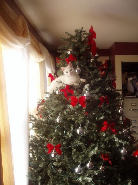 Gato acostado en las ramas del arbol de navidad