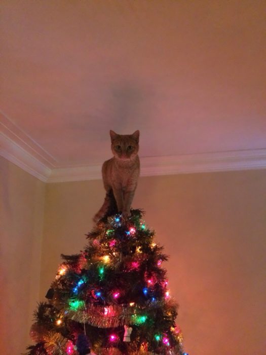 Gato en la punta del arbol de navidad